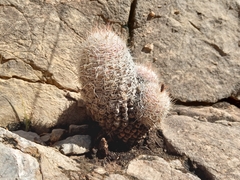 Escobaria tuberculosa