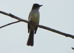 Myiarchus swainsoni
