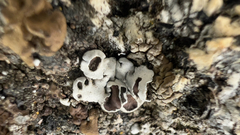 Hypotrachyna pulvinata