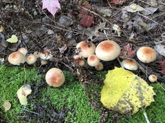 Hypholoma capnoides