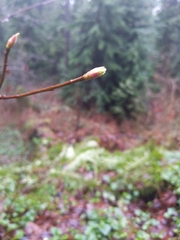 Oemleria cerasiformis