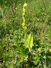 Liparis loeselii