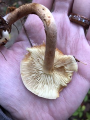Hypholoma capnoides