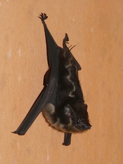 Saccopteryx bilineata image