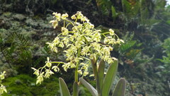 Epidendrum excisum