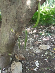 Parmentiera cereifera