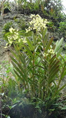 Epidendrum excisum