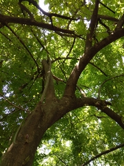 Parmentiera cereifera