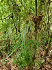 Chusquea talamancensis