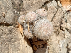 Escobaria tuberculosa