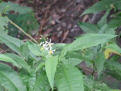 Solanum bahamense