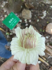 Parmentiera cereifera