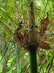 Chusquea talamancensis