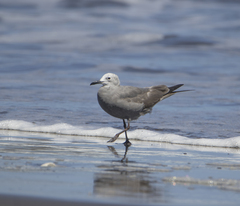 Leucophaeus modestus