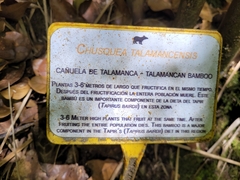 Chusquea talamancensis