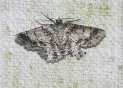 Hypodoxa conspurcata