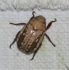 Anoplognathus concolor