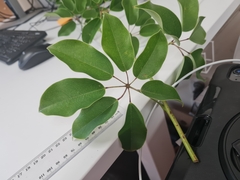 Stauntonia hexaphylla