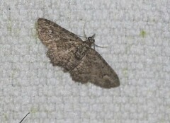 Pasiphilodes testulata