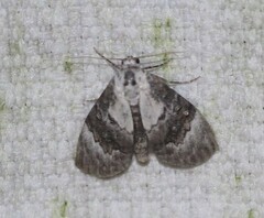 Acatapaustus leucospila
