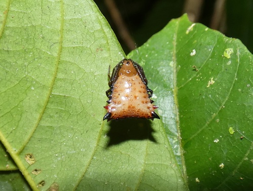 orb weavers