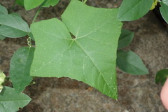 Bryonia verrucosa image