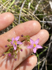Centaurium erythraea erythraea
