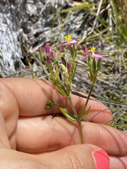 Centaurium erythraea erythraea