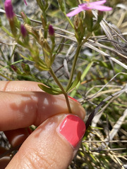 Centaurium erythraea erythraea