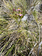 Centaurium erythraea erythraea