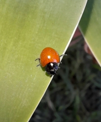 Neoharmonia erythroptera