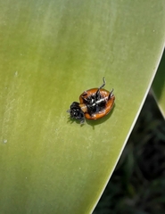 Neoharmonia erythroptera