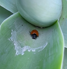 Neoharmonia erythroptera