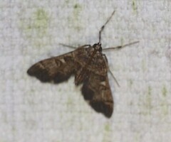 Nacoleia rhoeoalis
