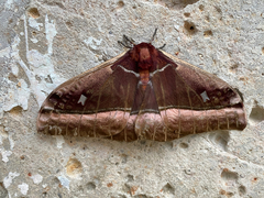 Bunaea alcinoe