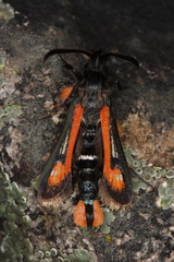 Bembecia alaica