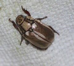 Anoplognathus abnormis