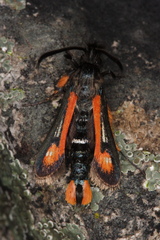Bembecia alaica