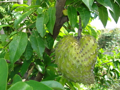 Annona muricata