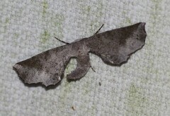 Parepisparis excusata