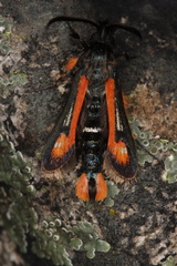 Bembecia alaica
