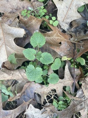 Lamium