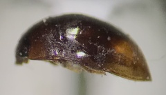 Phalacridae