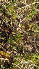 Portulaca pilosa