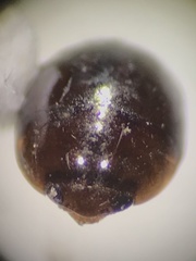 Phalacridae