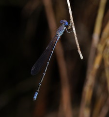 Pseudagrion cingillum