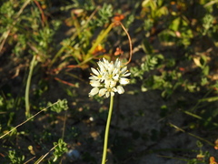 Allium subvillosum