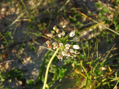 Allium subvillosum