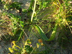 Allium subvillosum
