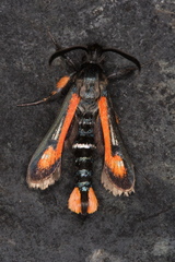 Bembecia alaica
